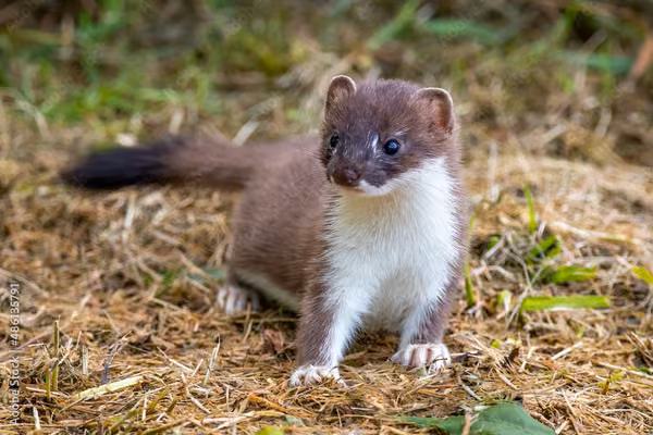 Stoat - purchase in July