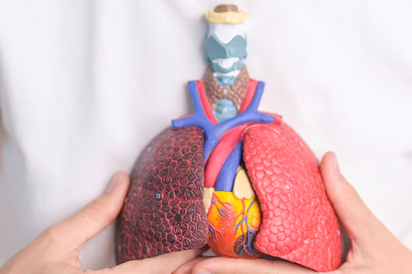 Model of lungs and heart
