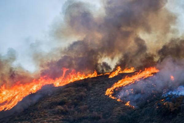 Wildfire
